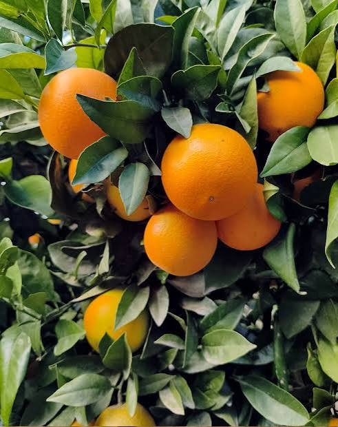 Caja de Naranjas Navelinas para consumo propio